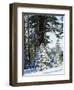 California, Sierra Nevada, Inyo Nf, Snow Covered Red Fir Trees Trees-Christopher Talbot Frank-Framed Photographic Print