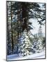 California, Sierra Nevada, Inyo Nf, Snow Covered Red Fir Trees Trees-Christopher Talbot Frank-Mounted Photographic Print