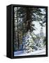 California, Sierra Nevada, Inyo Nf, Snow Covered Red Fir Trees Trees-Christopher Talbot Frank-Framed Stretched Canvas