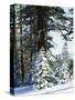 California, Sierra Nevada, Inyo Nf, Snow Covered Red Fir Trees Trees-Christopher Talbot Frank-Stretched Canvas