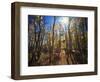 California, Sierra Nevada, Inyo Nf, Suns Rays Backlight Autumn Aspens-Christopher Talbot Frank-Framed Photographic Print