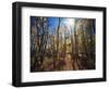 California, Sierra Nevada, Inyo Nf, Suns Rays Backlight Autumn Aspens-Christopher Talbot Frank-Framed Photographic Print