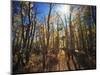 California, Sierra Nevada, Inyo Nf, Suns Rays Backlight Autumn Aspens-Christopher Talbot Frank-Mounted Photographic Print