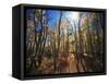 California, Sierra Nevada, Inyo Nf, Suns Rays Backlight Autumn Aspens-Christopher Talbot Frank-Framed Stretched Canvas