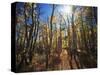 California, Sierra Nevada, Inyo Nf, Suns Rays Backlight Autumn Aspens-Christopher Talbot Frank-Stretched Canvas