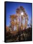 California, Sierra Nevada, Inyo Nf, Suns Rays Through Autumn Aspens-Christopher Talbot Frank-Framed Stretched Canvas