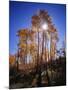 California, Sierra Nevada, Inyo Nf, Suns Rays Through Autumn Aspens-Christopher Talbot Frank-Mounted Photographic Print