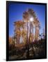 California, Sierra Nevada, Inyo Nf, Suns Rays Through Autumn Aspens-Christopher Talbot Frank-Framed Photographic Print