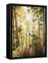 California, Sierra Nevada, Inyo Nf, Suns Rays Through Autumn Aspens-Christopher Talbot Frank-Framed Stretched Canvas