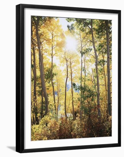 California, Sierra Nevada, Inyo Nf, Suns Rays Through Autumn Aspens-Christopher Talbot Frank-Framed Premium Photographic Print