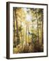 California, Sierra Nevada, Inyo Nf, Suns Rays Through Autumn Aspens-Christopher Talbot Frank-Framed Premium Photographic Print