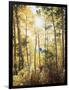 California, Sierra Nevada, Inyo Nf, Suns Rays Through Autumn Aspens-Christopher Talbot Frank-Framed Photographic Print