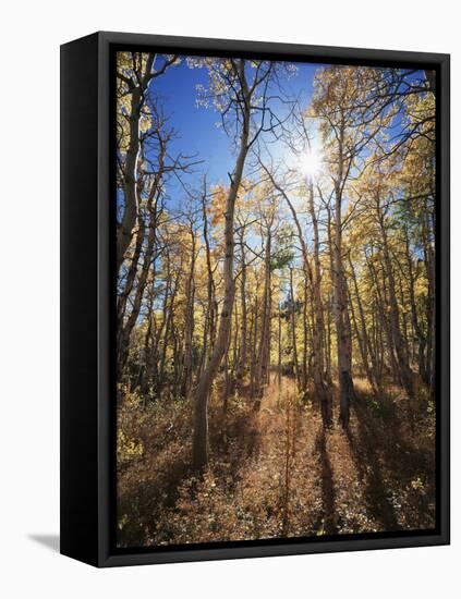 California, Sierra Nevada, Inyo Nf, Suns Rays Through Autumn Aspens-Christopher Talbot Frank-Framed Stretched Canvas