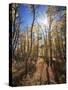 California, Sierra Nevada, Inyo Nf, Suns Rays Through Autumn Aspens-Christopher Talbot Frank-Stretched Canvas