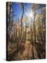 California, Sierra Nevada, Inyo Nf, Suns Rays Through Autumn Aspens-Christopher Talbot Frank-Stretched Canvas