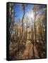 California, Sierra Nevada, Inyo Nf, Suns Rays Through Autumn Aspens-Christopher Talbot Frank-Framed Stretched Canvas