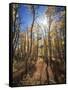 California, Sierra Nevada, Inyo Nf, Suns Rays Through Autumn Aspens-Christopher Talbot Frank-Framed Stretched Canvas