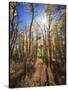 California, Sierra Nevada, Inyo Nf, Suns Rays Through Autumn Aspens-Christopher Talbot Frank-Stretched Canvas
