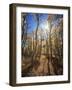 California, Sierra Nevada, Inyo Nf, Suns Rays Through Autumn Aspens-Christopher Talbot Frank-Framed Photographic Print