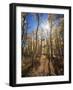 California, Sierra Nevada, Inyo Nf, Suns Rays Through Autumn Aspens-Christopher Talbot Frank-Framed Photographic Print