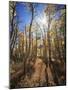 California, Sierra Nevada, Inyo Nf, Suns Rays Through Autumn Aspens-Christopher Talbot Frank-Mounted Photographic Print