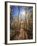 California, Sierra Nevada, Inyo Nf, Suns Rays Through Autumn Aspens-Christopher Talbot Frank-Framed Photographic Print