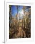 California, Sierra Nevada, Inyo Nf, Suns Rays Through Autumn Aspens-Christopher Talbot Frank-Framed Photographic Print