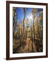 California, Sierra Nevada, Inyo Nf, Suns Rays Through Autumn Aspens-Christopher Talbot Frank-Framed Photographic Print