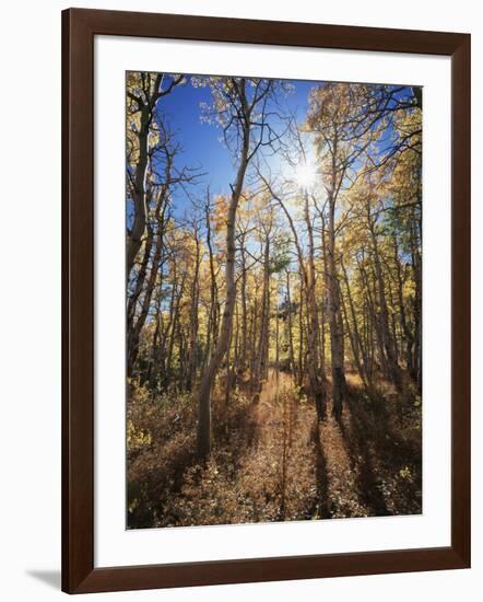 California, Sierra Nevada, Inyo Nf, Suns Rays Through Autumn Aspens-Christopher Talbot Frank-Framed Photographic Print