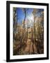 California, Sierra Nevada, Inyo Nf, Suns Rays Through Autumn Aspens-Christopher Talbot Frank-Framed Photographic Print