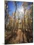 California, Sierra Nevada, Inyo Nf, Suns Rays Through Autumn Aspens-Christopher Talbot Frank-Mounted Photographic Print