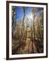 California, Sierra Nevada, Inyo Nf, Suns Rays Through Autumn Aspens-Christopher Talbot Frank-Framed Photographic Print