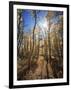 California, Sierra Nevada, Inyo Nf, Suns Rays Through Autumn Aspens-Christopher Talbot Frank-Framed Photographic Print