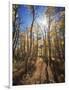 California, Sierra Nevada, Inyo Nf, Suns Rays Through Autumn Aspens-Christopher Talbot Frank-Framed Photographic Print