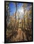 California, Sierra Nevada, Inyo Nf, Suns Rays Through Autumn Aspens-Christopher Talbot Frank-Framed Photographic Print