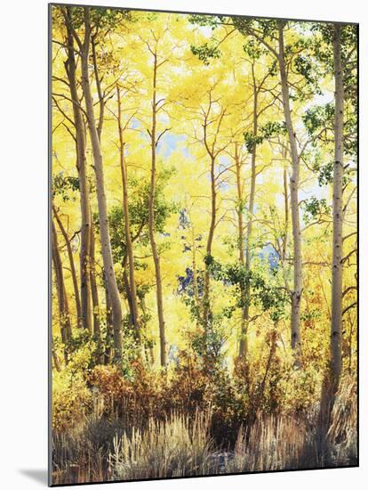 California, Sierra Nevada, Inyo Nf, Suns Rays Through Autumn Aspens-Christopher Talbot Frank-Mounted Premium Photographic Print