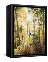 California, Sierra Nevada, Inyo Nf, Suns Rays Through Autumn Aspens-Christopher Talbot Frank-Framed Stretched Canvas