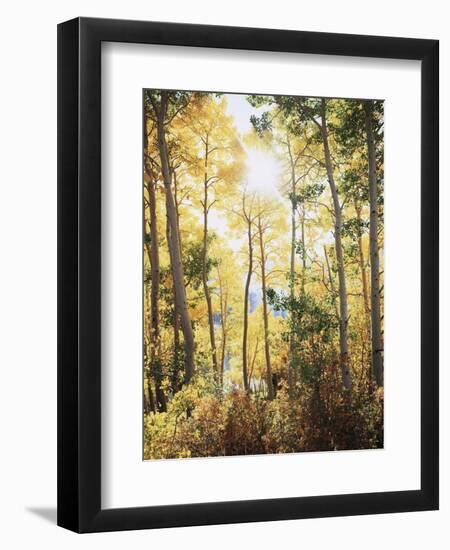 California, Sierra Nevada, Inyo Nf, Suns Rays Through Autumn Aspens-Christopher Talbot Frank-Framed Photographic Print