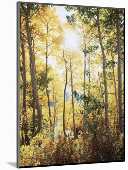 California, Sierra Nevada, Inyo Nf, Suns Rays Through Autumn Aspens-Christopher Talbot Frank-Mounted Photographic Print