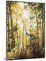 California, Sierra Nevada, Inyo Nf, Suns Rays Through Autumn Aspens-Christopher Talbot Frank-Mounted Photographic Print