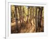 California, Sierra Nevada, Inyo Nf, the Autumn Colors of Aspen Trees-Christopher Talbot Frank-Framed Photographic Print