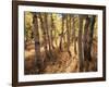 California, Sierra Nevada, Inyo Nf, the Autumn Colors of Aspen Trees-Christopher Talbot Frank-Framed Photographic Print