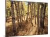 California, Sierra Nevada, Inyo Nf, the Autumn Colors of Aspen Trees-Christopher Talbot Frank-Mounted Photographic Print