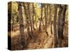 California, Sierra Nevada, Inyo Nf, the Autumn Colors of Aspen Trees-Christopher Talbot Frank-Stretched Canvas