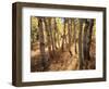 California, Sierra Nevada, Inyo Nf, the Autumn Colors of Aspen Trees-Christopher Talbot Frank-Framed Photographic Print