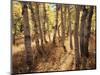 California, Sierra Nevada, Inyo Nf, the Autumn Colors of Aspen Trees-Christopher Talbot Frank-Mounted Photographic Print