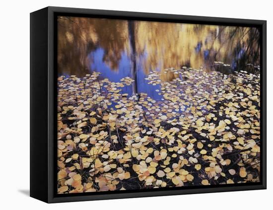 California, Sierra Nevada, Inyo Nf, the Fall Colors Aspen Leaves-Christopher Talbot Frank-Framed Stretched Canvas