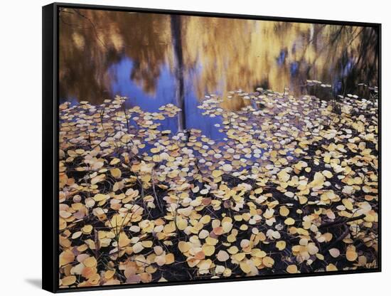 California, Sierra Nevada, Inyo Nf, the Fall Colors Aspen Leaves-Christopher Talbot Frank-Framed Stretched Canvas