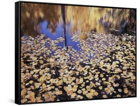 California, Sierra Nevada, Inyo Nf, the Fall Colors Aspen Leaves-Christopher Talbot Frank-Framed Stretched Canvas