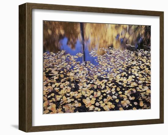 California, Sierra Nevada, Inyo Nf, the Fall Colors Aspen Leaves-Christopher Talbot Frank-Framed Photographic Print